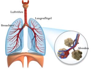 Zu sehen ist ein Schema der Atemwege bzw. der Lunge mit Ihren zwei Lungenflügeln und den Bronchien, die dort verlaufen.
