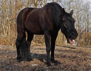 Ein dunkles Pferd steht im Außenbereich vor einer Ansammlung von Bäumen auf einer Art Koppel. Als und Kopf sind nach vorne gestreckt, das Maul offen, die Zunge ist zu sehen. Das Pferd hustet erkennbar.